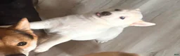 Shiba Inu dogs for sale: Riku - Ad 1