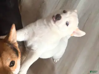 Shiba Inu dogs for sale: Riku - Ad 3