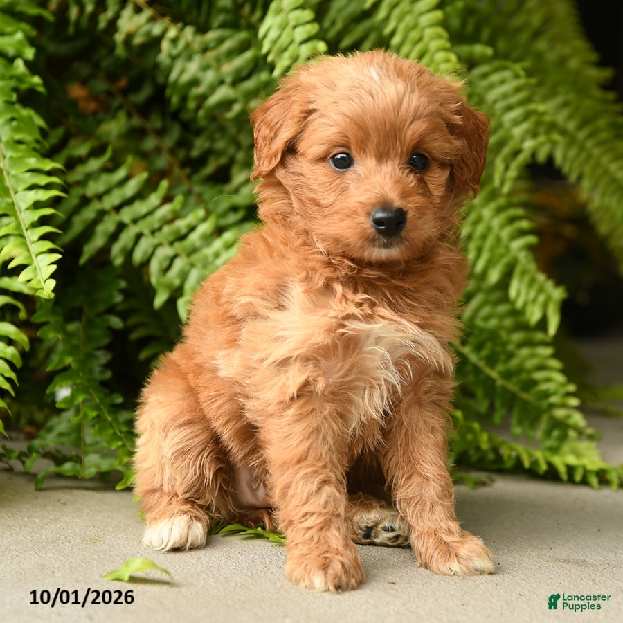Mini Aussiedoodle dogs Ariel - Ad 2