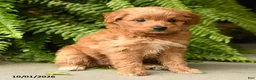 Mini Aussiedoodle dogs for sale: Ariel - Ad 2
