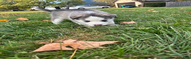Siberian Husky Puppy 4