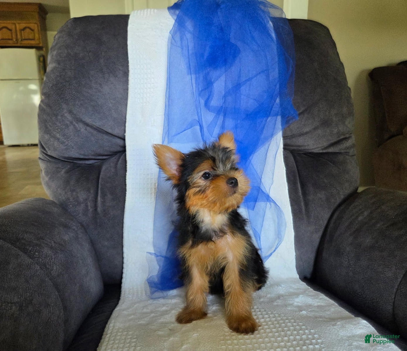 Yorkshire Terrier dogs Levi  - Ad 1