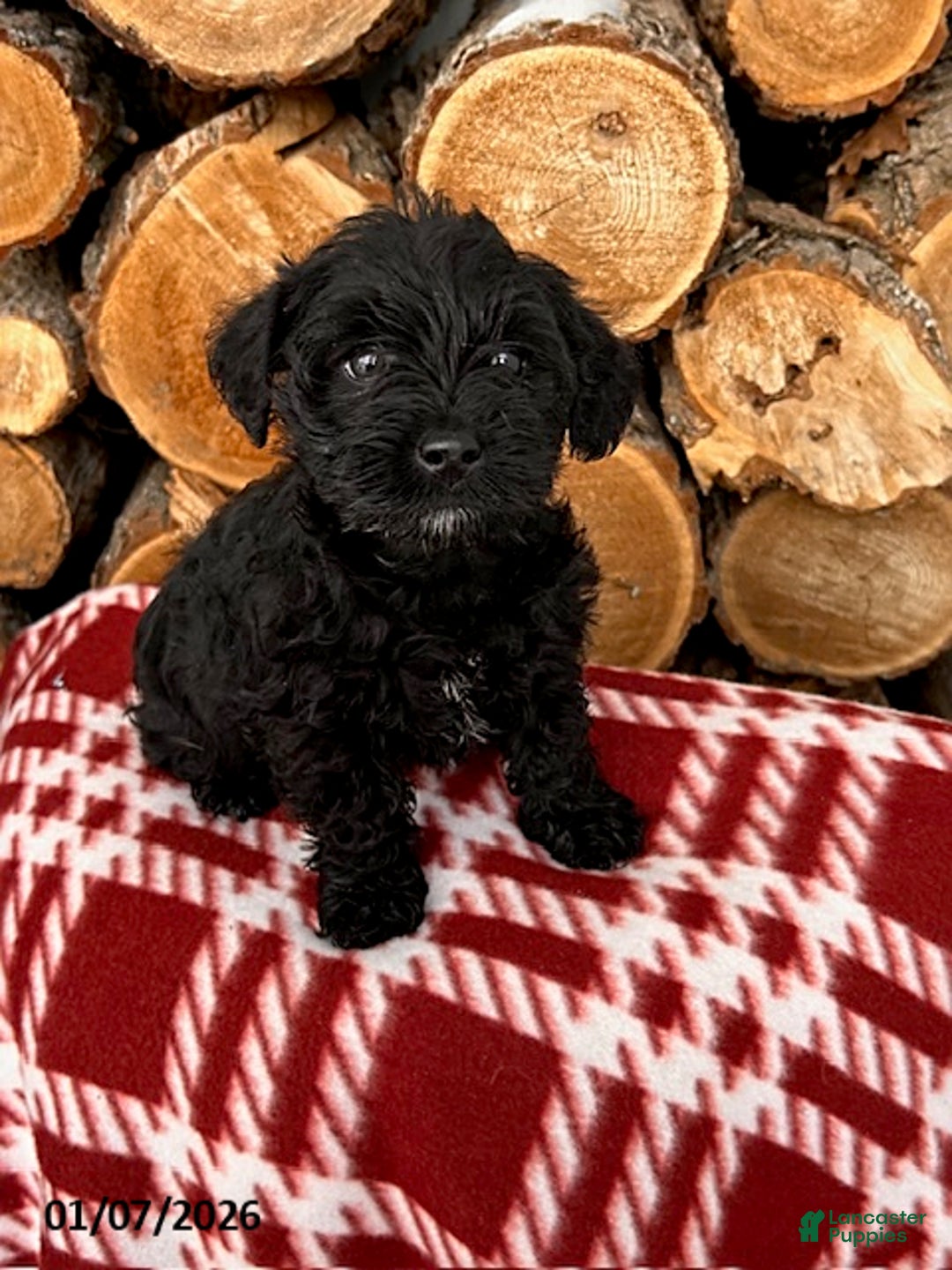 Mixed Breed dogs for sale: Leo - Ad 2