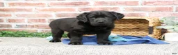 Labrador Retriever dogs for sale: Malachi - Ad 4