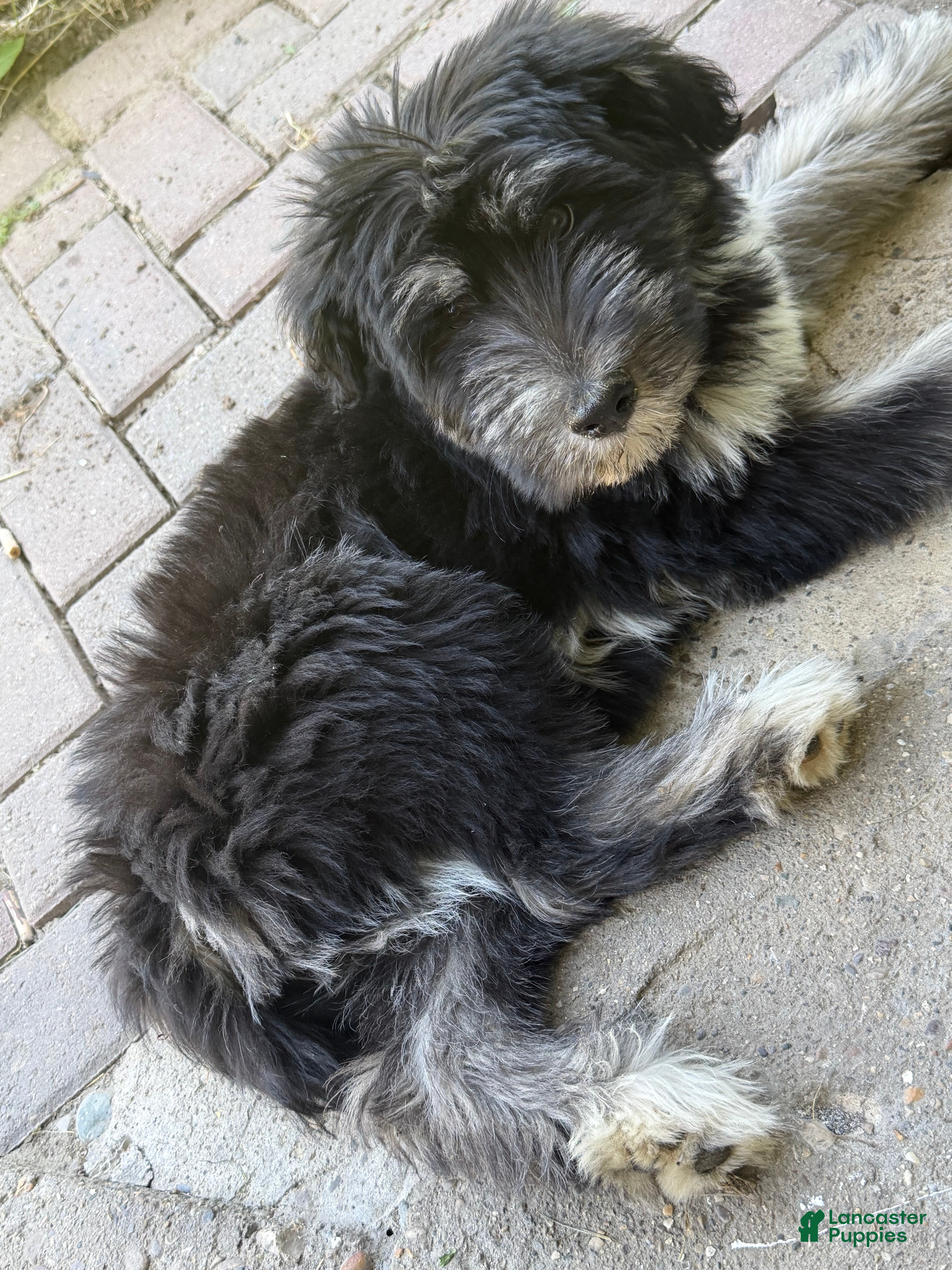 Goldendoodle dogs Leo - Ad 38
