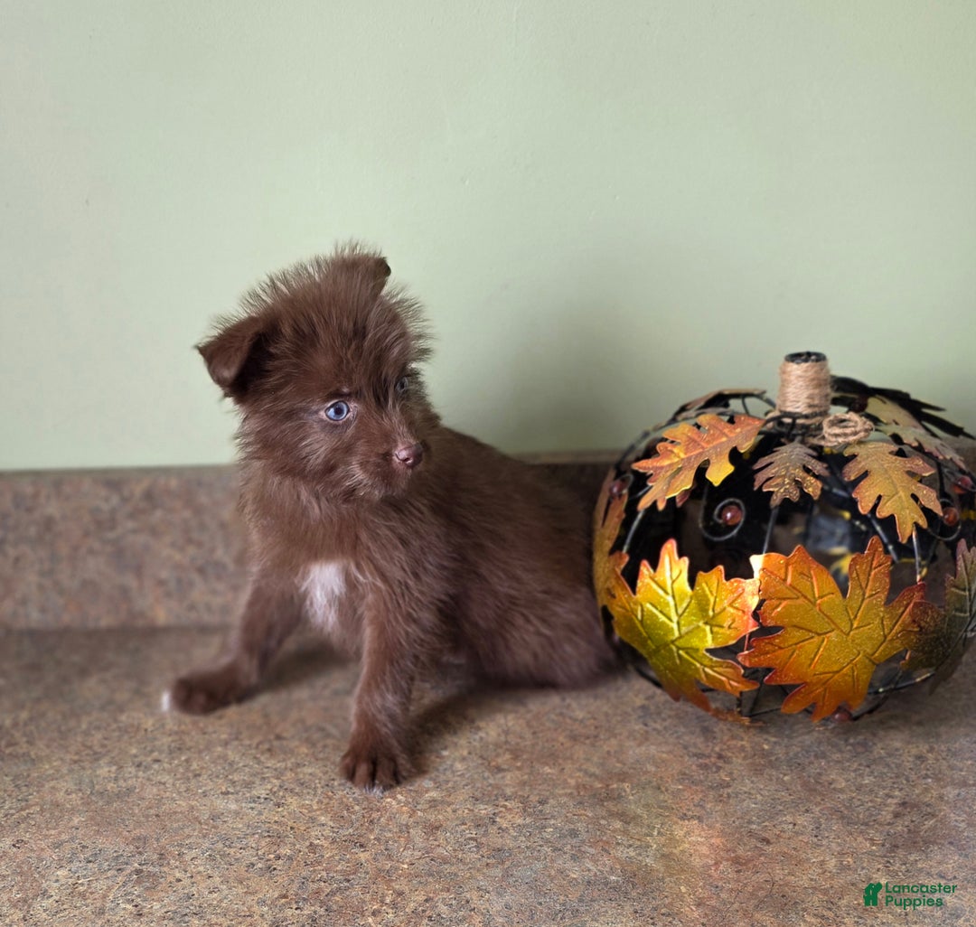 Mixed Breed dogs for sale: Mixed Breed Puppy 2 - Ad 3