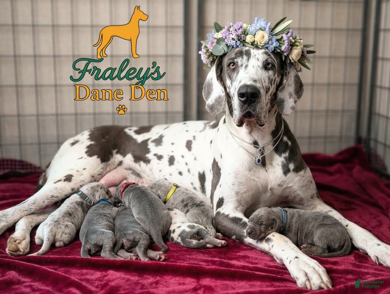 Great Dane dogs Great Dane Puppy 3 - Ad 2