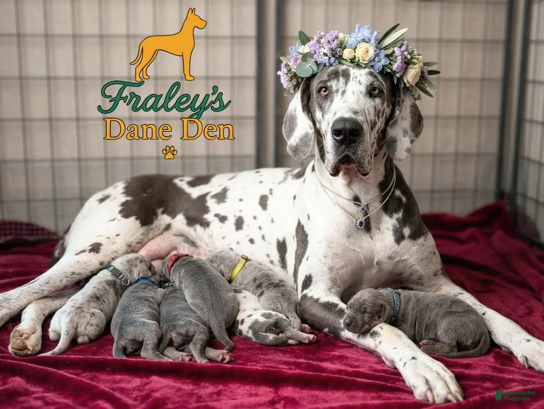 Great Dane dogs for sale: Great Dane Puppy 3 - Ad 2