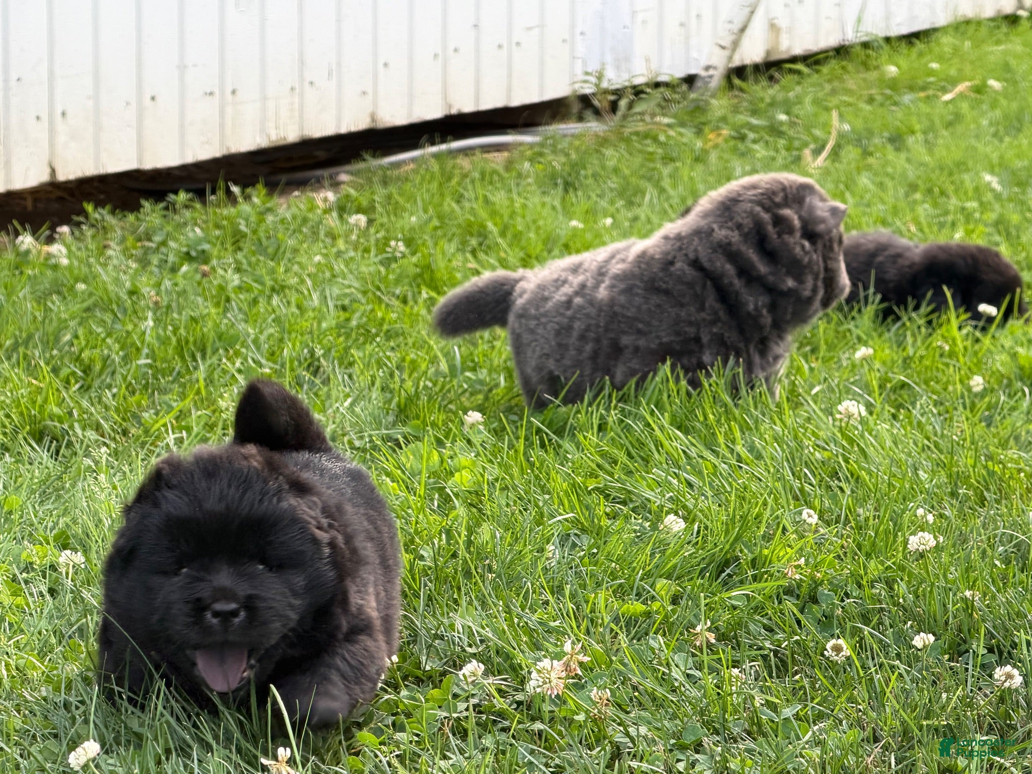 Chow Chow dogs Indy - Ad 5