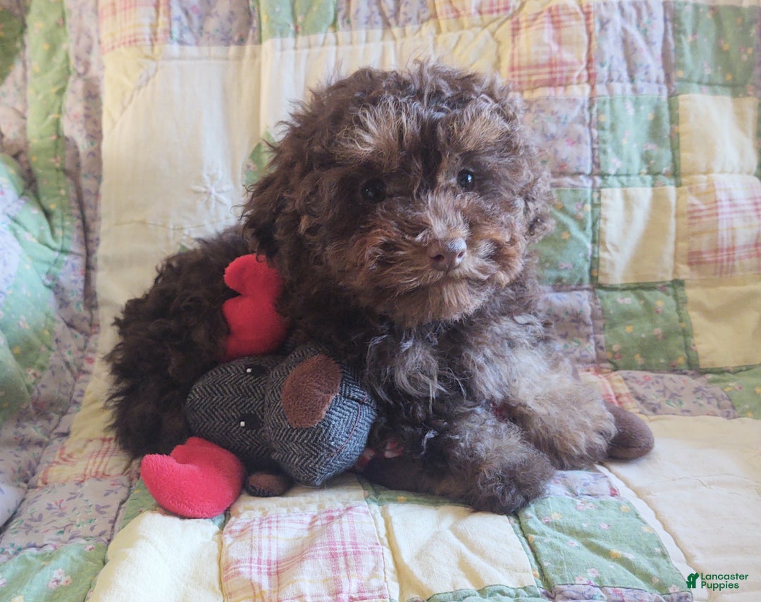 Maltipoo dogs for sale: Chocolate Joedirt  - Ad 3