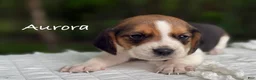 Beagle dogs for sale: Aurora - Ad 1