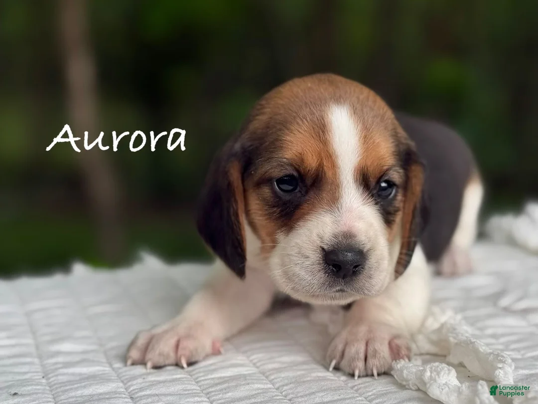 Beagle dogs for sale: Aurora - Ad 1