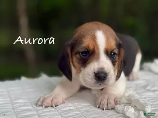 Beagle dogs for sale: Aurora - Ad 3