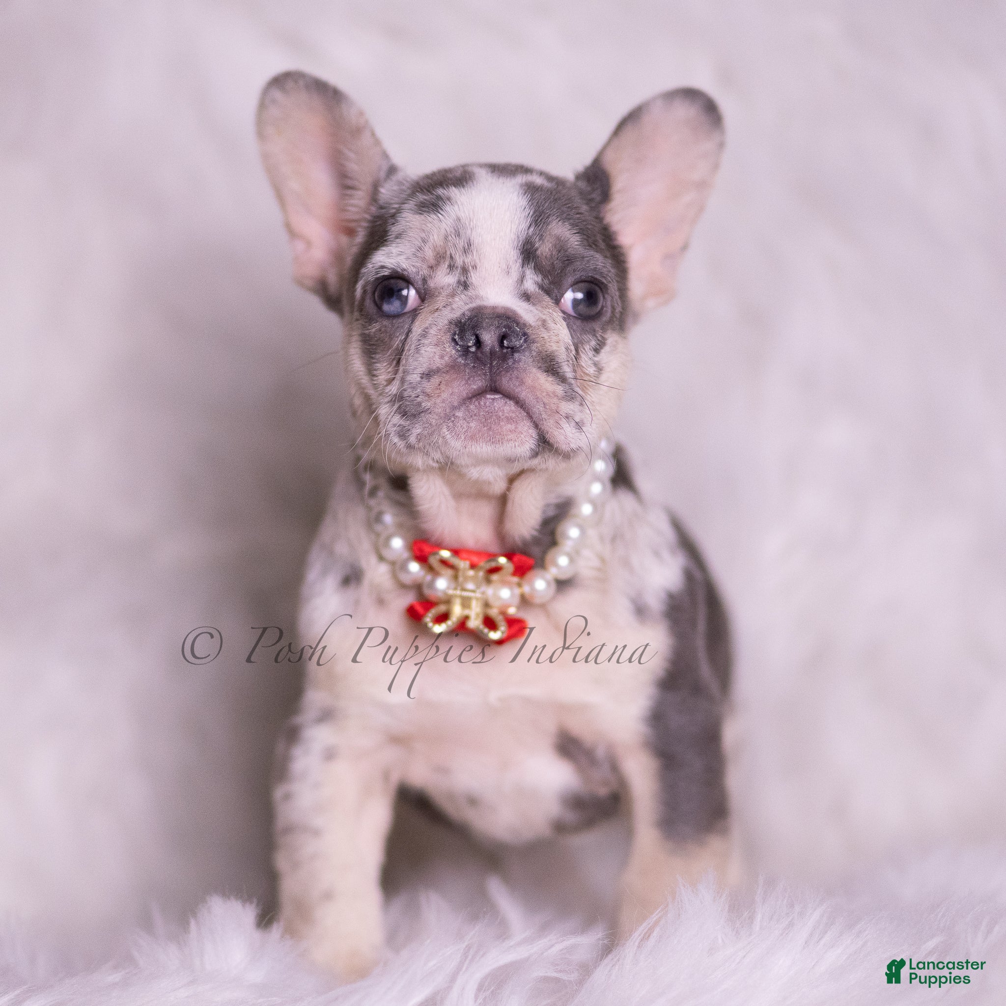 French Bulldog dogs Rio - Ad 1