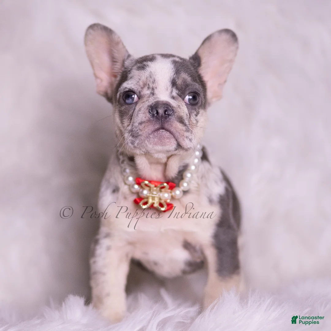 French Bulldog dogs for sale: Rio - Ad 1