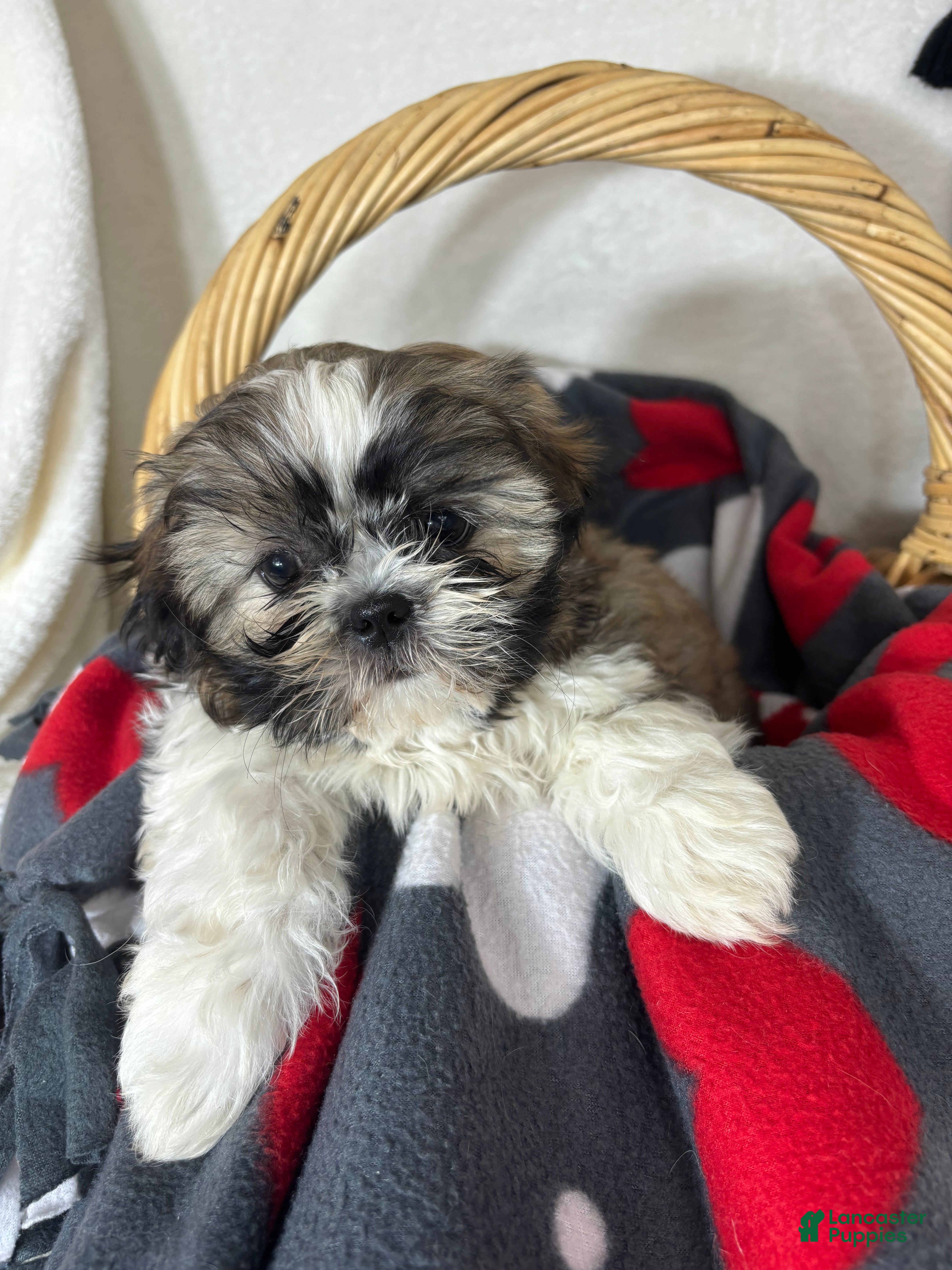 Shih Tzu dogs Skipper - Ad 42