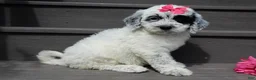 Sheepadoodle dogs for sale: Brooke-MEDIUM - Ad 8