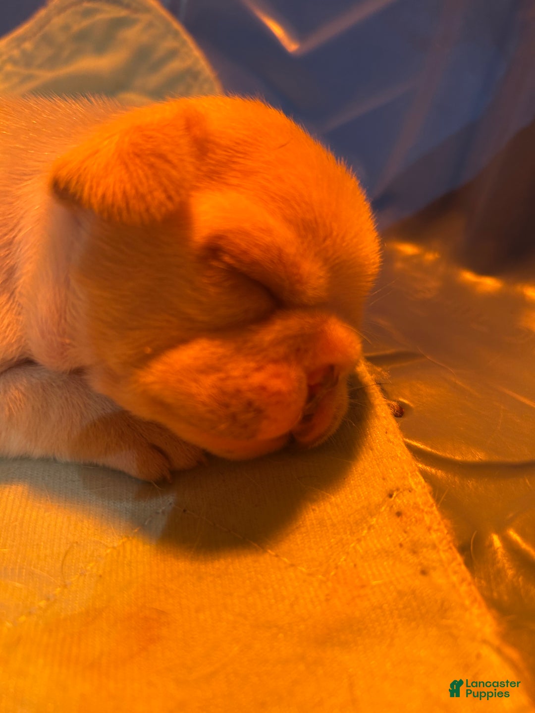 French Bulldog dogs for sale: Mon Cherie - Ad 3