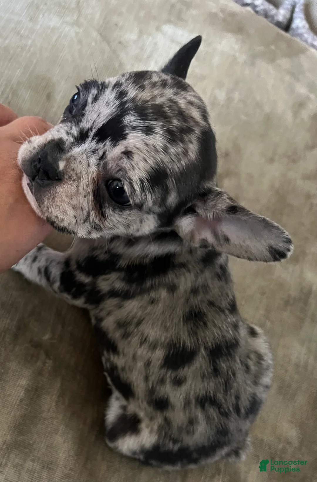 French Bulldog dogs for sale: French Bulldog Puppy 3 - Ad 2