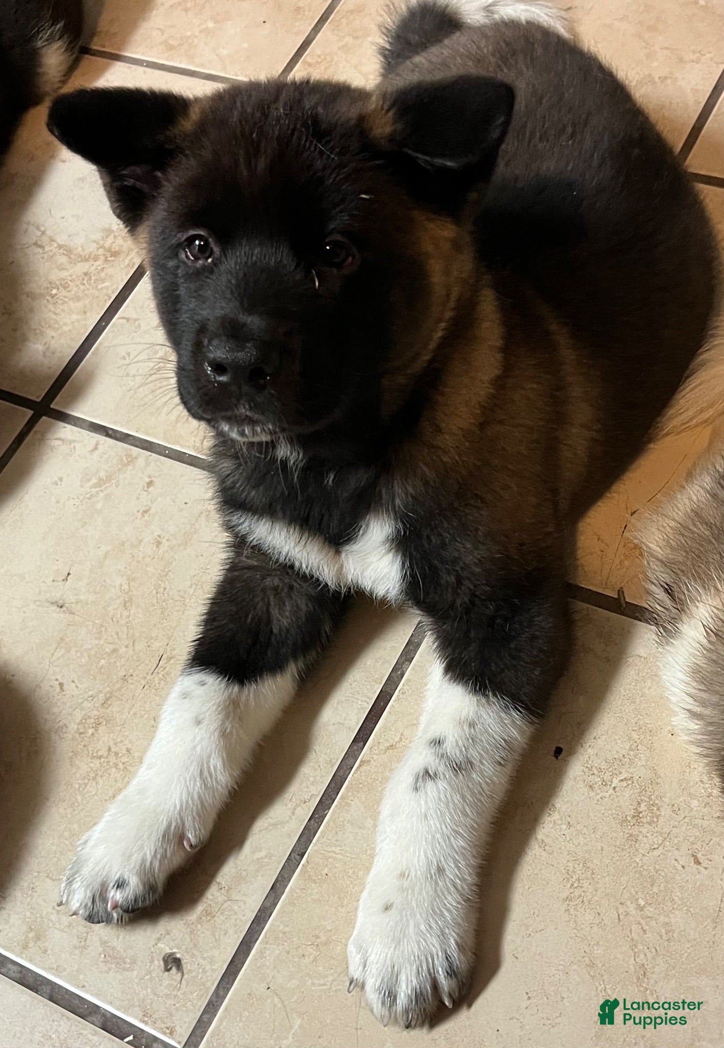 Akita dogs Xena - Ad 7