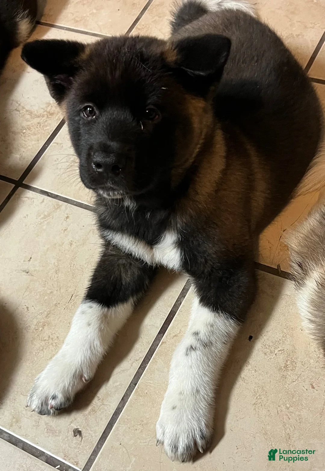 Akita dogs for sale: Xena - Ad 1