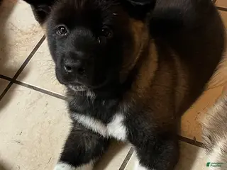 Akita dogs Xena - Ad 31