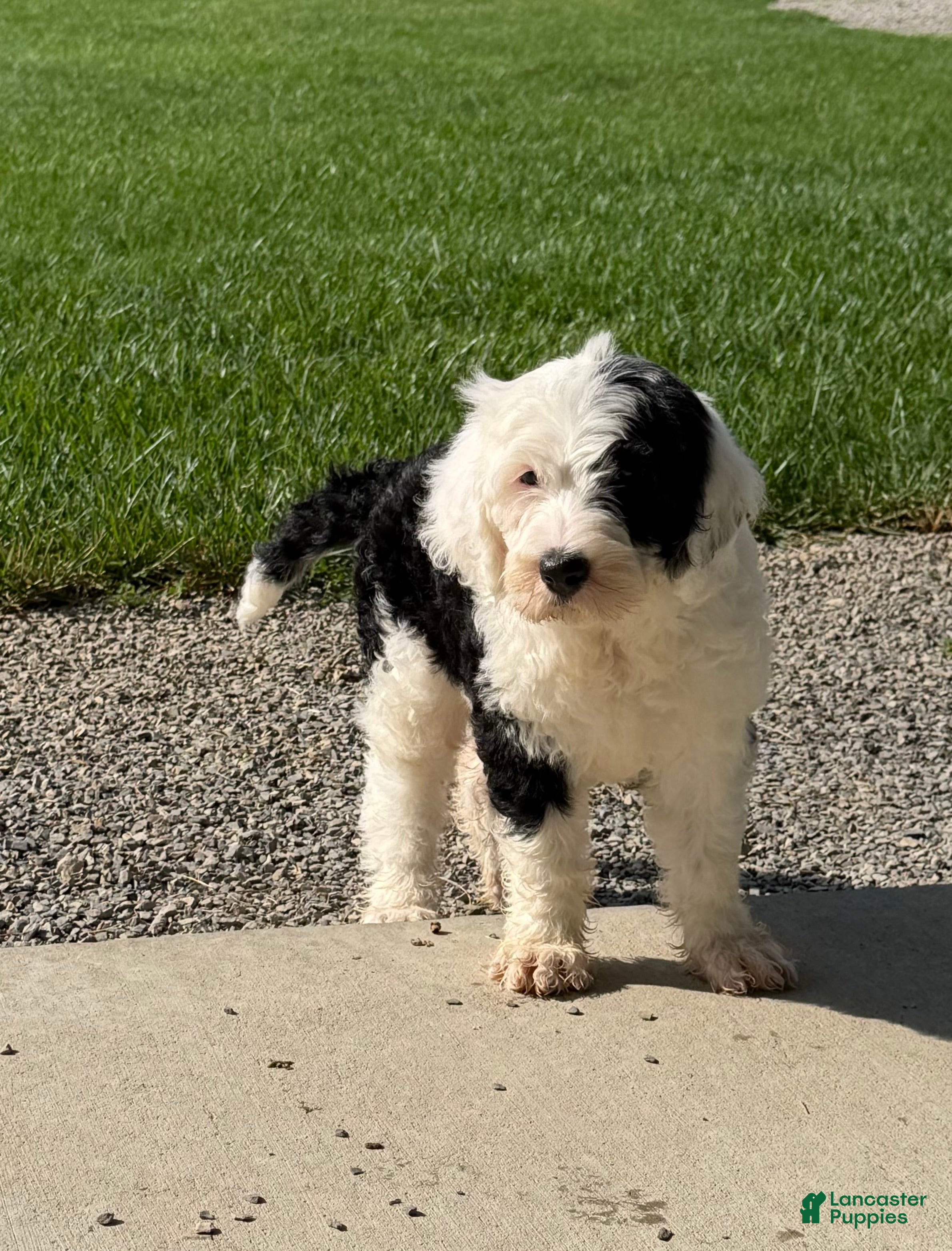 Sheepadoodle dogs Cami - Ad 1