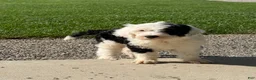 Sheepadoodle dogs for sale: Cami - Ad 1