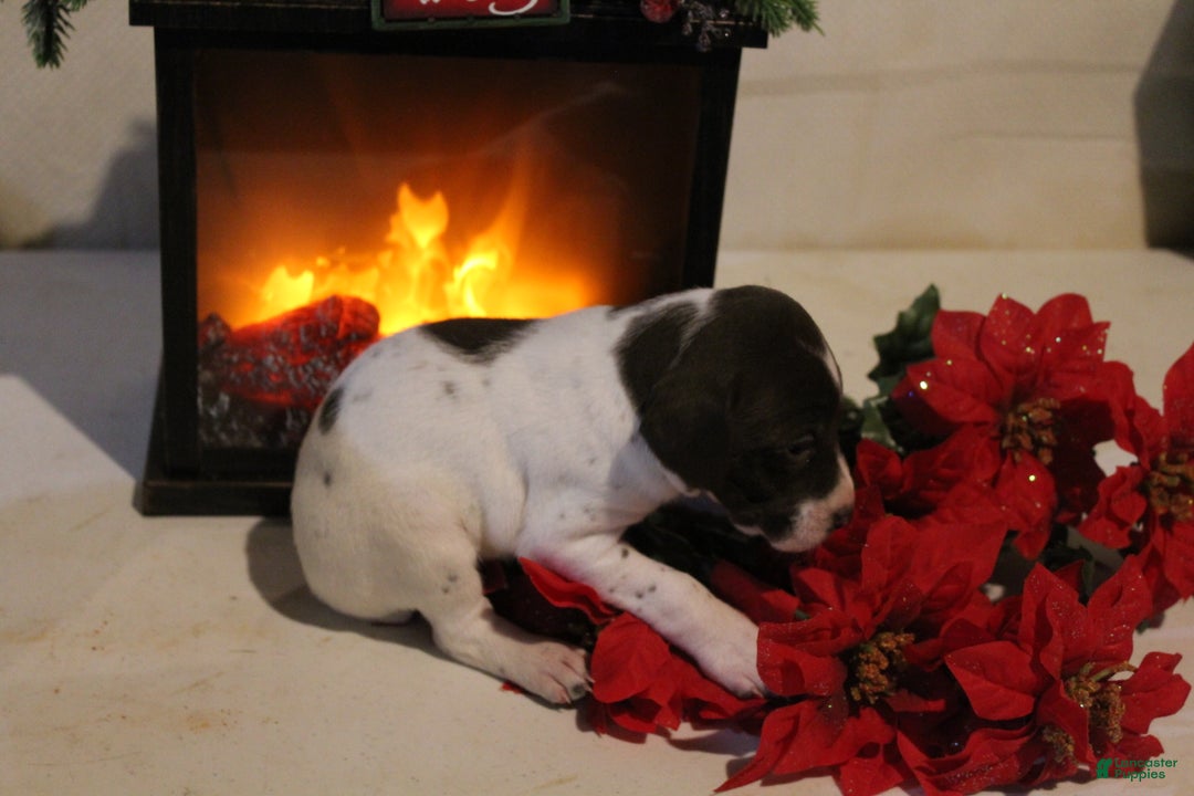 German Shorthaired Pointer dogs for sale: Reba - Ad 4