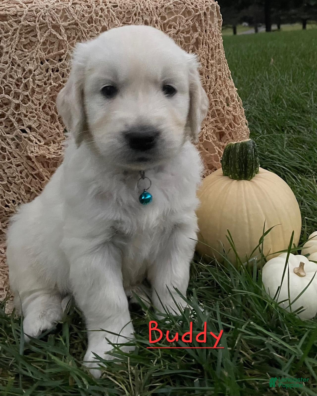 Golden Retriever dogs Buddy - Ad 17