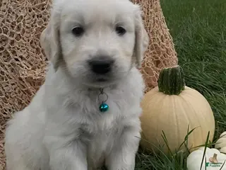 Golden Retriever dogs Buddy - Ad 17