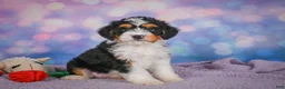 Mini Bernedoodle dogs for sale: Sasha - Ad 3