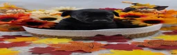 Doberman Pinscher dogs for sale: Ducati - Ad 2