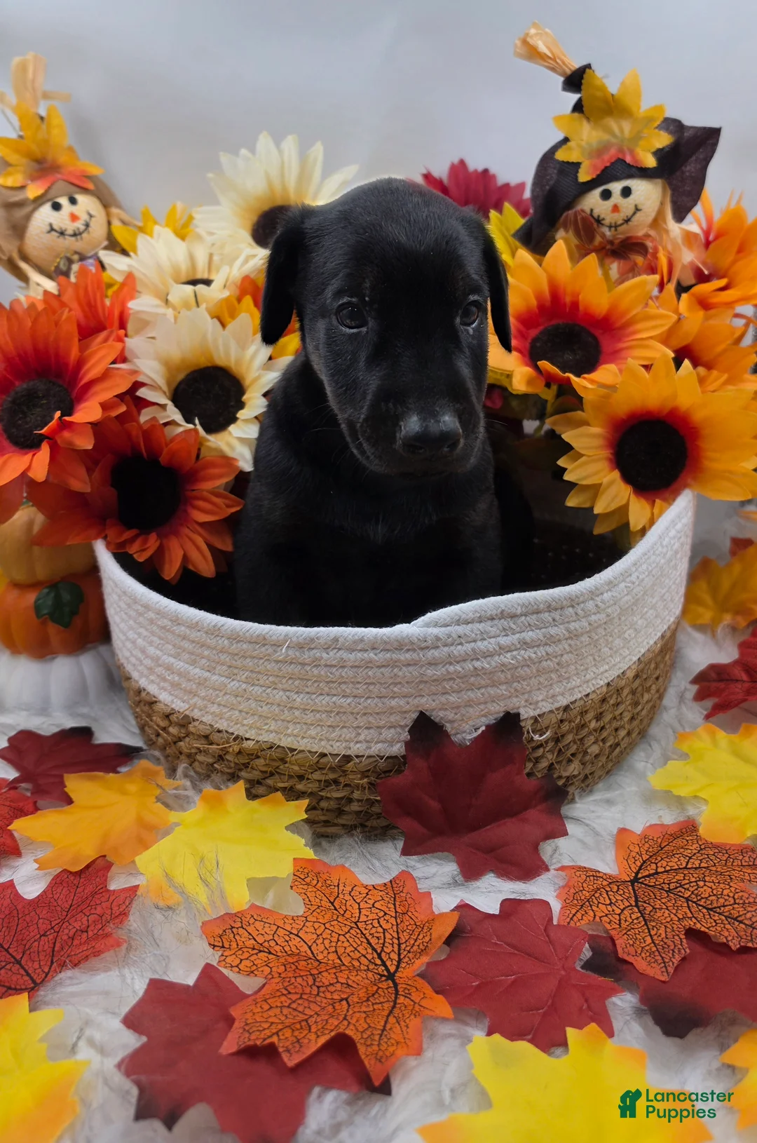 Doberman Pinscher dogs for sale: Ducati - Ad 2