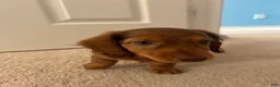 Miniature Dachshund dogs for sale: Miniature Dachshund Puppy 1 - Ad 3