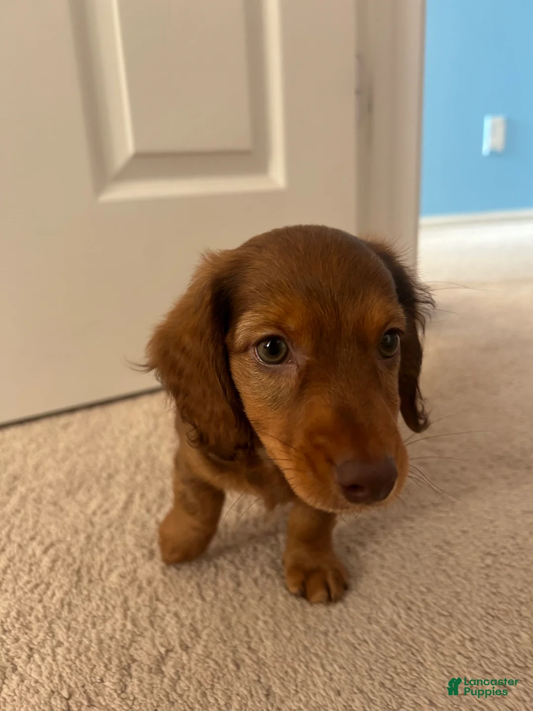Miniature Dachshund dogs for sale: Miniature Dachshund Puppy 1 - Ad 3
