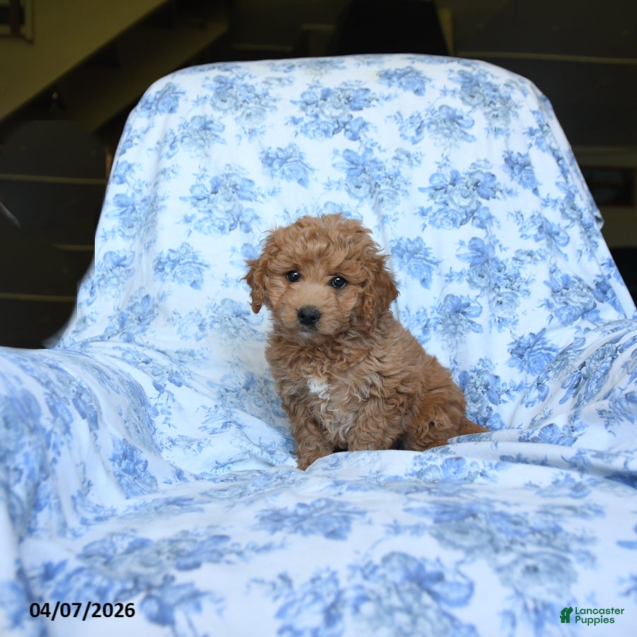 Labradoodle dogs Mitch - Ad 1