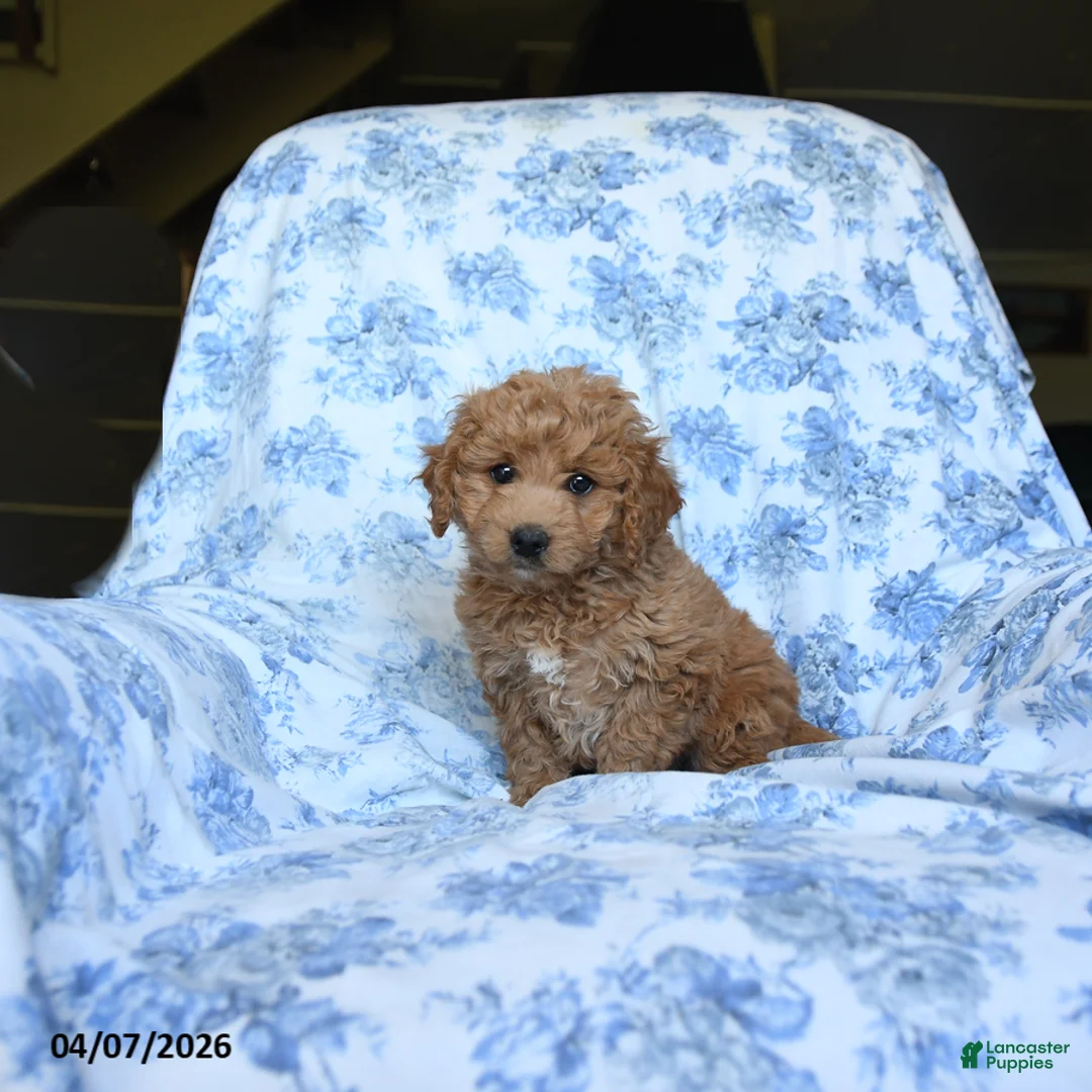 Labradoodle dogs for sale: Mitch - Ad 1