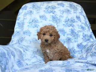 Labradoodle dogs for sale: Mitch - Ad 3