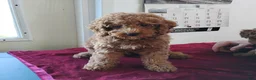 Cavapoo dogs for sale: Kola Bear - Ad 7
