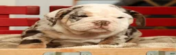 English Bulldog dogs for sale: Gherkin - Ad 7