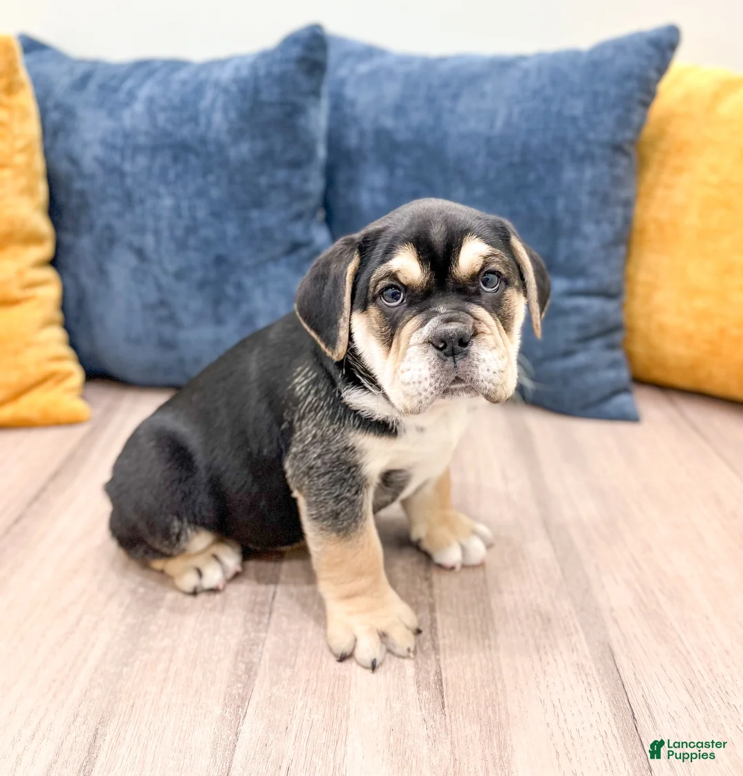 Beabull dogs for sale: Pepper - Ad 3