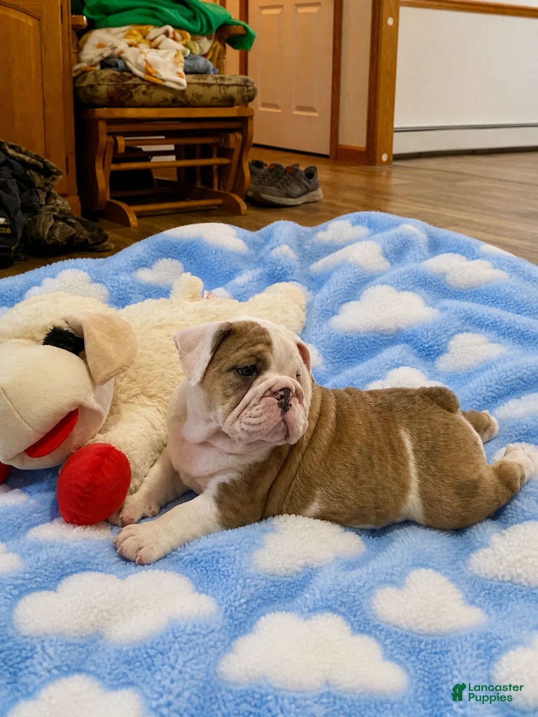 English Bulldog dogs for sale: Blue eyed girl - Ad 1