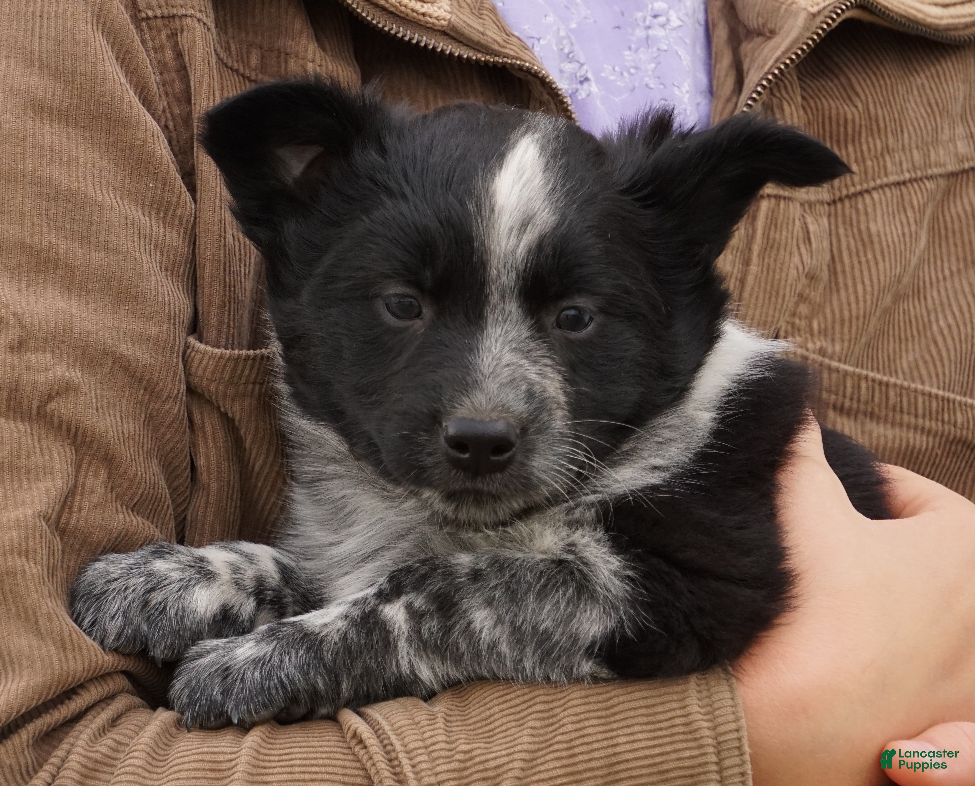 Mixed Breed dogs Alexis - Ad 17