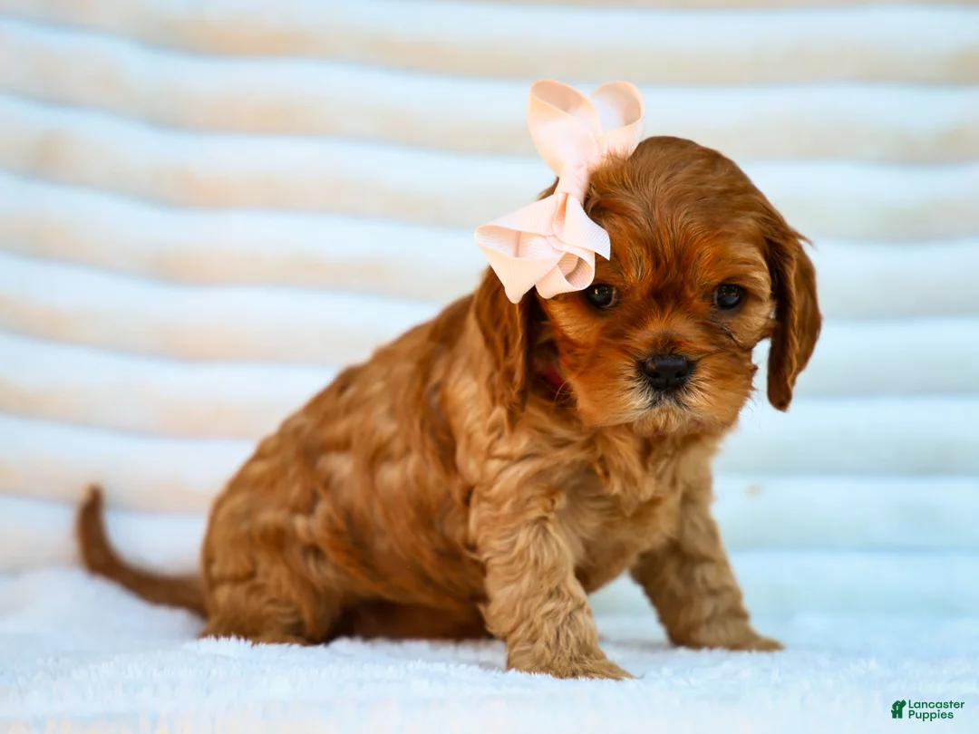 Cavapoo dogs for sale: Ellie Cavapoo Pup - Ad 2