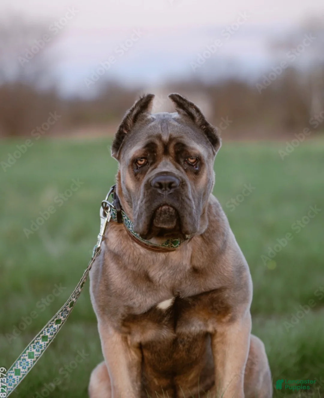 Cane Corso dogs for sale: Cane Corso Puppy 1-10 - Ad 3