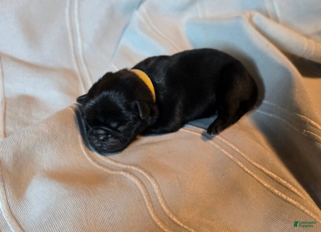 Pug dogs for sale: Fabian - Ad 2