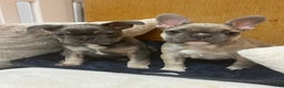 French Bulldog dogs for sale: Princess - Ad 9