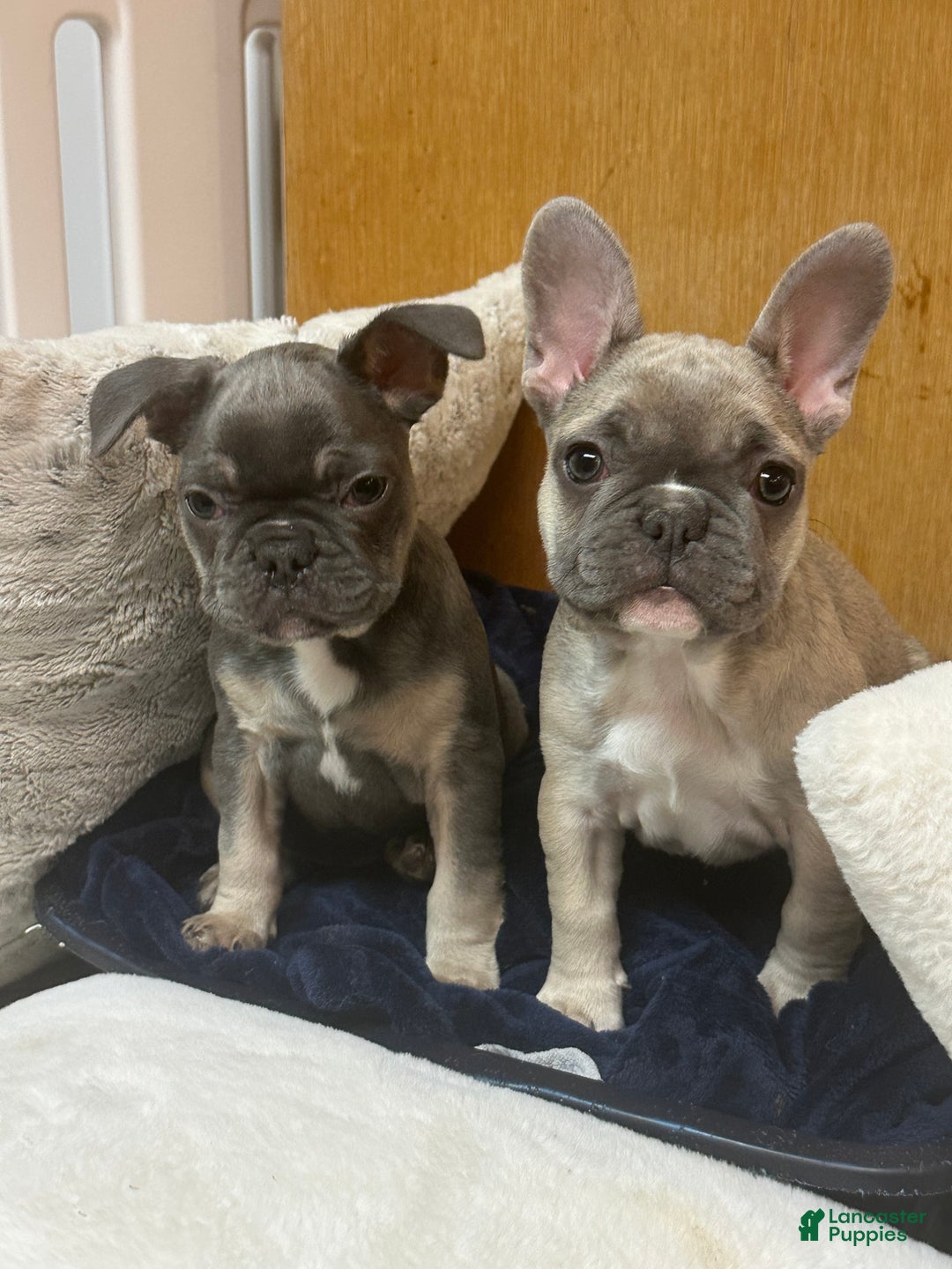 French Bulldog dogs for sale: Princess - Ad 9
