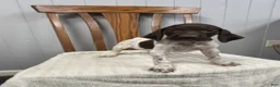 German Shorthaired Pointer dogs for sale: Chance - Ad 3